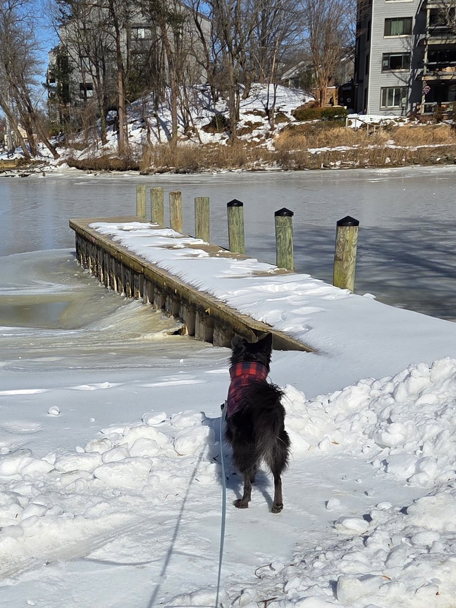 KristenStras's tweet photo. Pacer was a bit confused about the frozen tundra that is Spa Creek. @ScottStras https://t.co/s51DIEZ88I