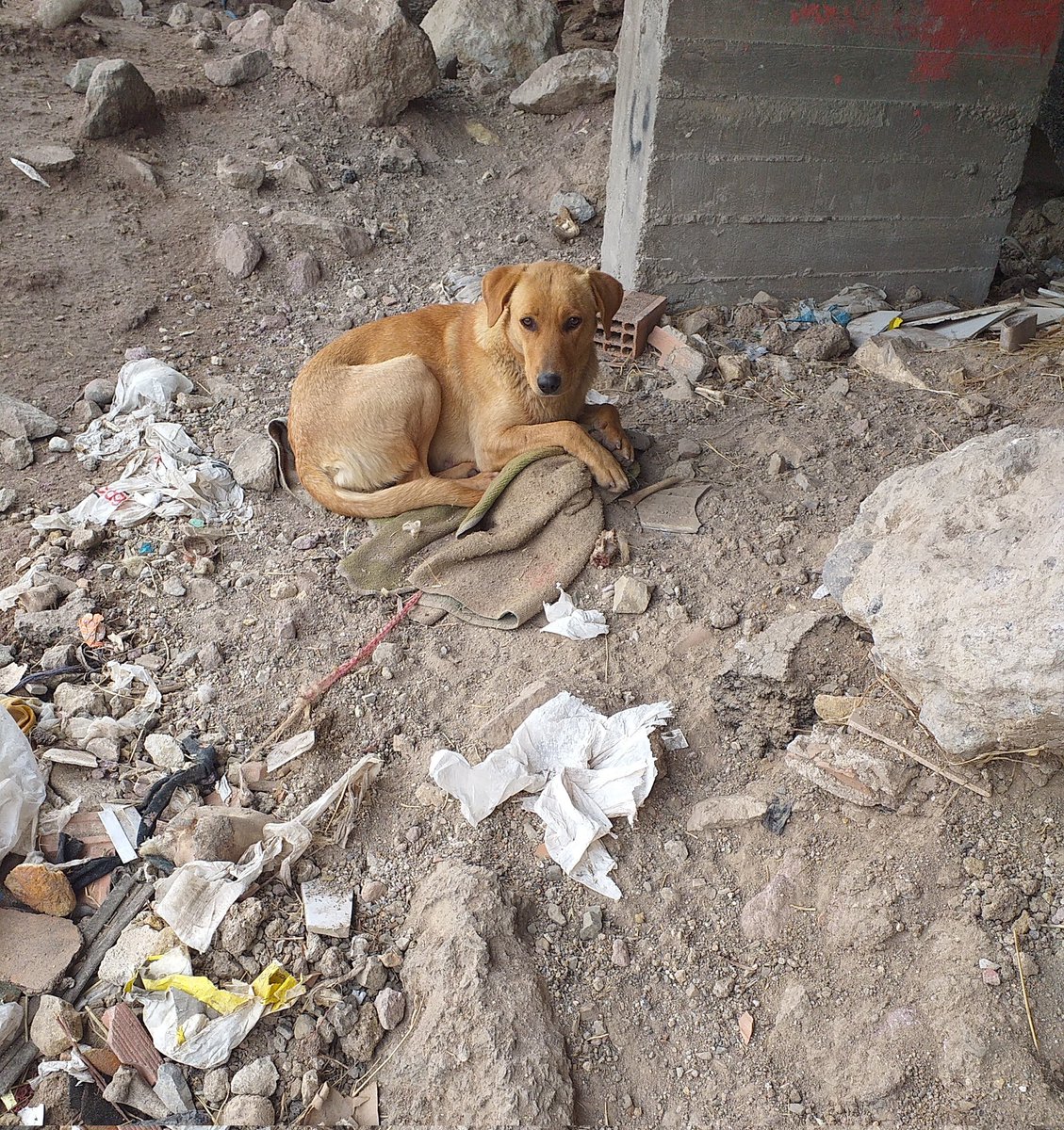 SÜREKLİ BARINAĞA GİDEN BEBEKLERİNİ ARIYOR..KIYAMET KOPSADA DAHA FAZLA BU KÖTÜLÜKLERE KATLANMASAK..
#SokakHayvanlarıSahipsizDeğildir