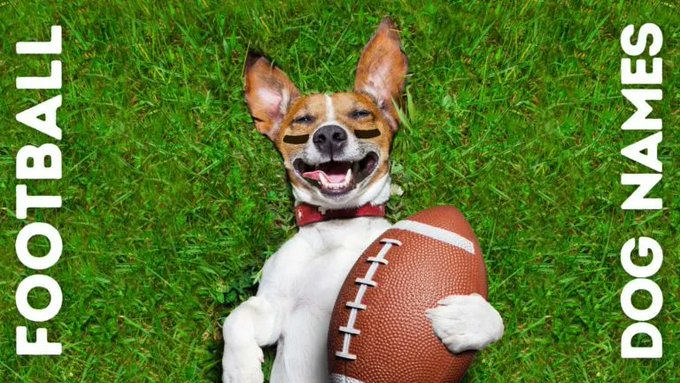 If you are a new pet parent who loves football, be sure to check out our list of football-themed dog names for your new tail-wagging teammate! 🏈🐶  dogtipper.com/football-dog-n…