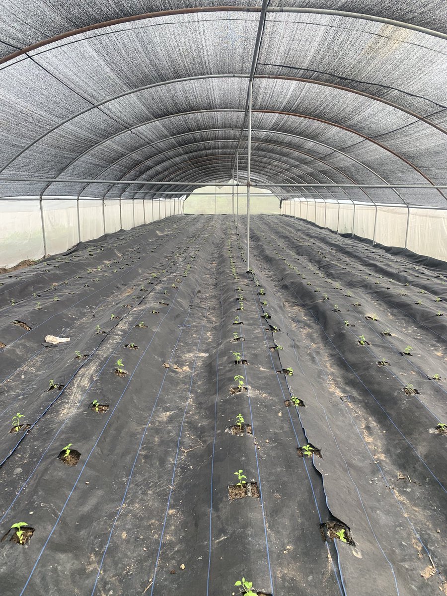 AishahAyilara's tweet photo. 3 nethouses✅
3 sawtooth greenhouses✅
7 normal greenhouses✅
1 bamboo greenhouse✅
14 greenhouses in total, all successfully transplanted, adupe ti emi o bo🙏🏾 https://t.co/qjhSUwEWBg