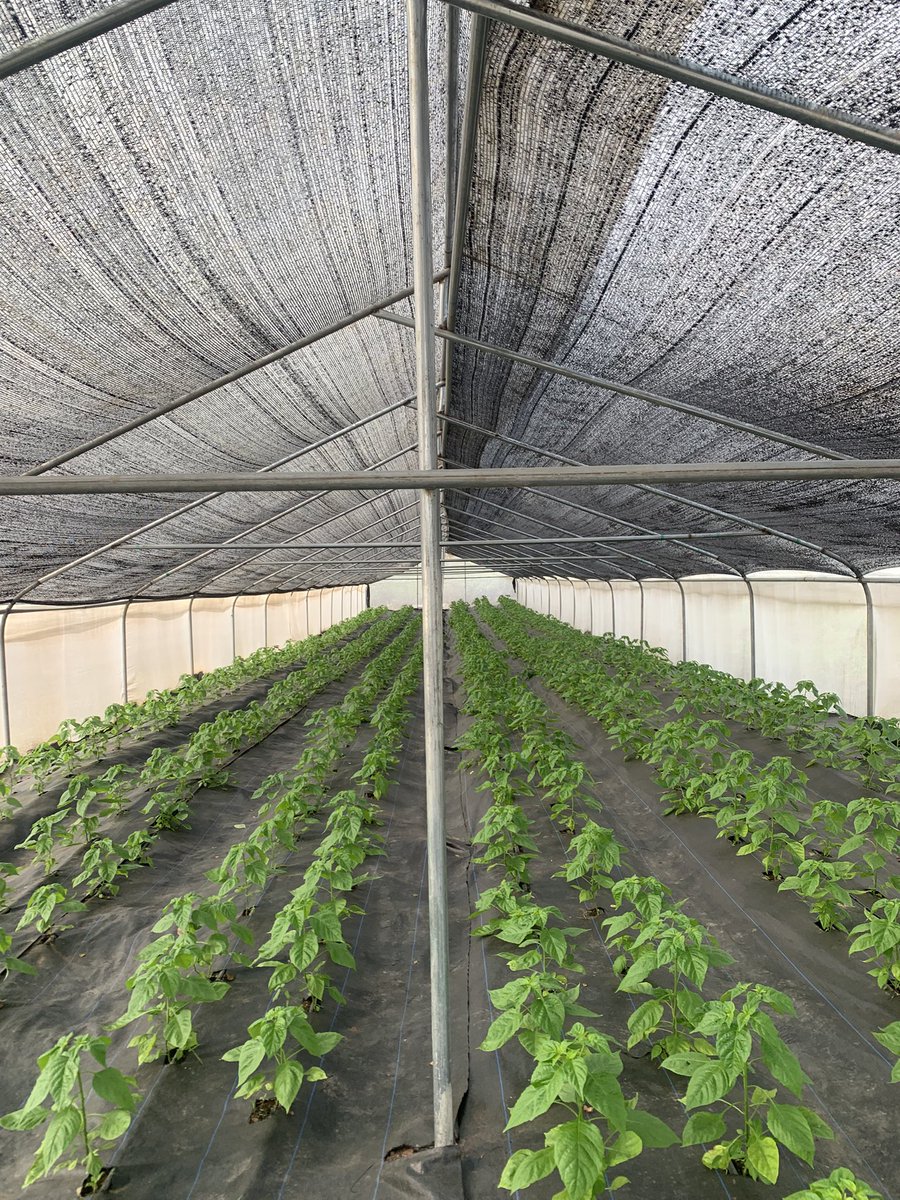 AishahAyilara's tweet photo. 3 nethouses✅
3 sawtooth greenhouses✅
7 normal greenhouses✅
1 bamboo greenhouse✅
14 greenhouses in total, all successfully transplanted, adupe ti emi o bo🙏🏾 https://t.co/qjhSUwEWBg