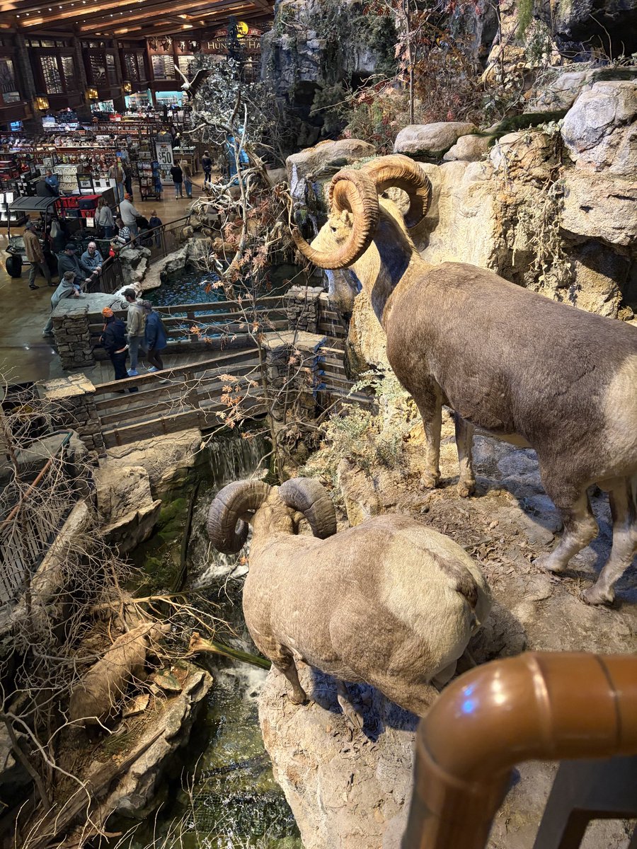 LightMotif tweet media