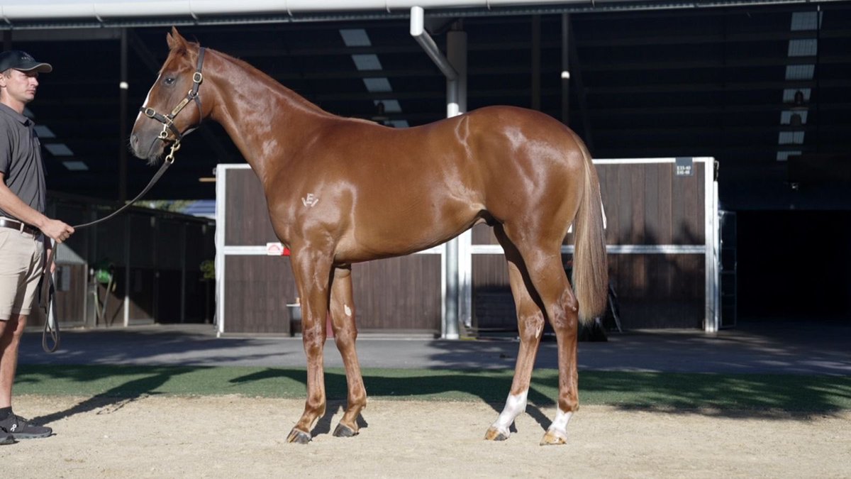 Valiant_stud tweet media