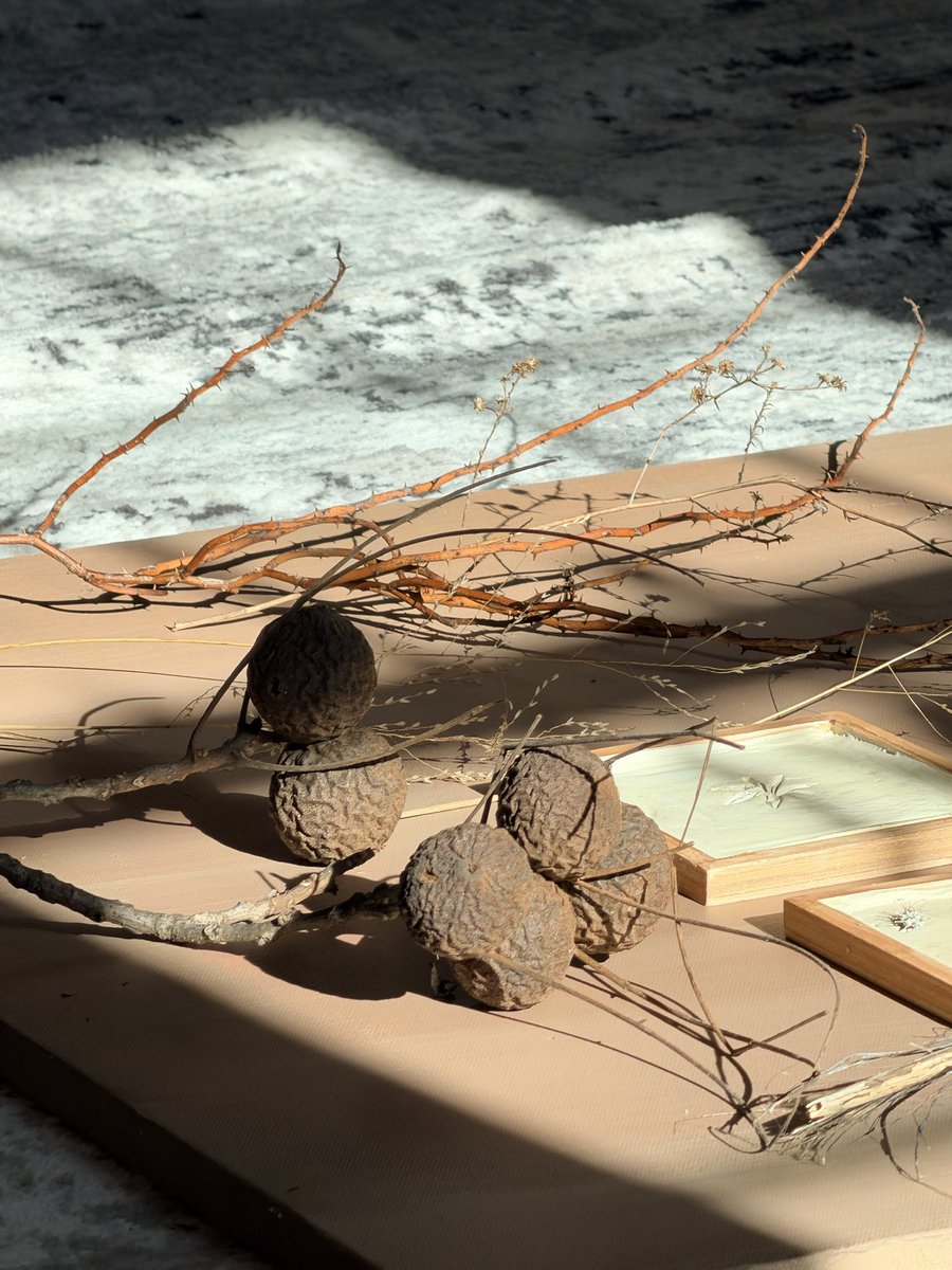 StrikeBelow's tweet image. Every day since I sat down and started planning, the language of our brand becomes sharper and more grounded in our land and what it provides. I’m so excited about what we are creating here. From today in the studio