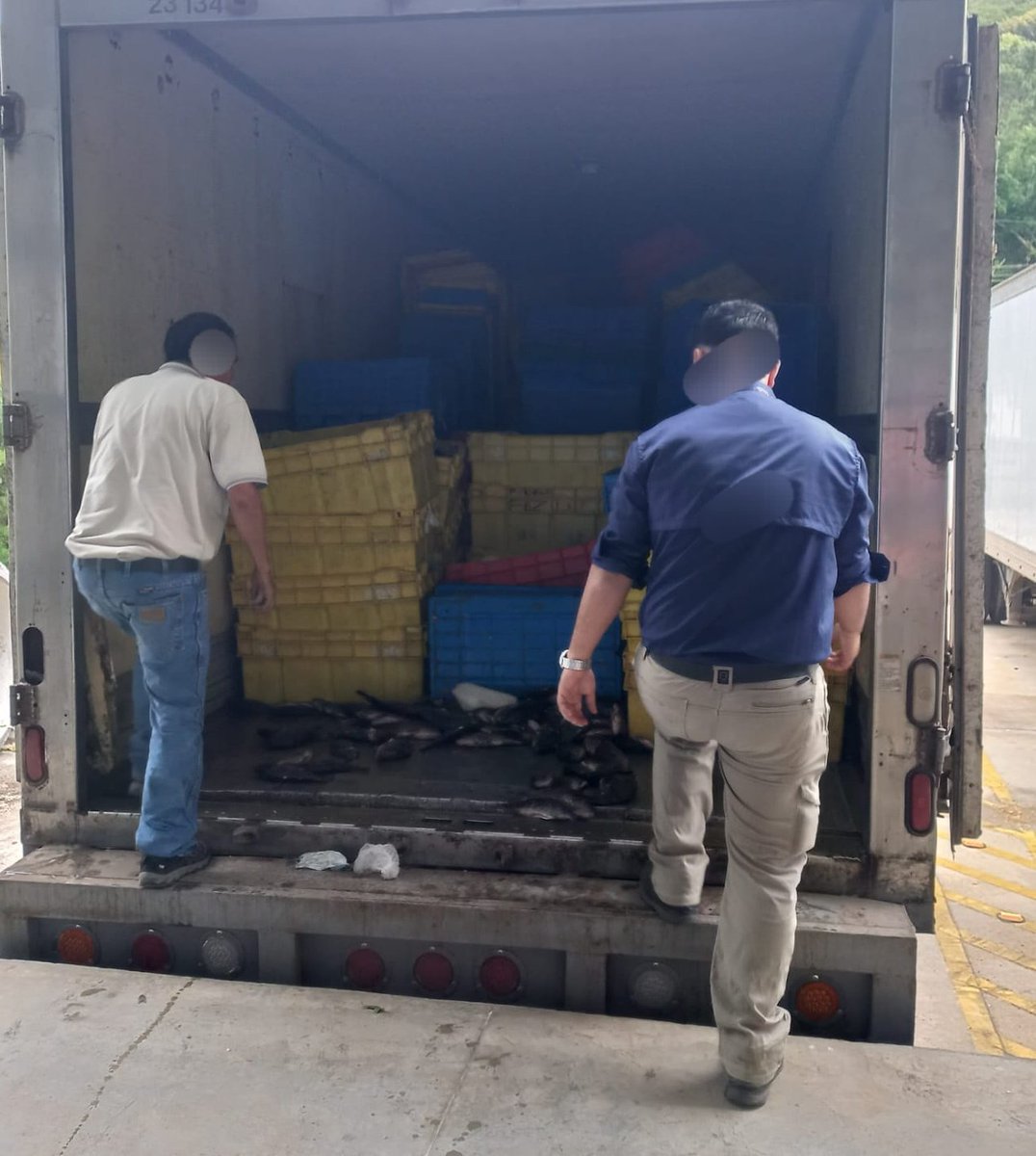 SATGT's tweet photo. 🤚🏽 #COINCON | Personal de #SAT ubicado en la Aduana Integrada #ElFlorido, en coordinación con elementos de @PNCdeGuatemala y @Ejercito_GT, detectó un caso especial de defraudación y contrabando aduanero, haciendo uso indebido de la Factura y Declaración Única Centroamericana #FYDUCA.

🚫 Decomiso: 
Al furgón 🚚 se le incautaron 203 cajas de plástico con 9,389.46 kilogramos de tilapia 🐟, los cuales no contaban con la documentación de respaldo.

⚠️ Riesgos: Estos productos afectan a la economía nacional y la 🙅‍♀️🙅‍♂️ salud de la población, por transportarse sin medidas de inocuidad.

🛂 Valor en Aduana: Q325,554.34.
