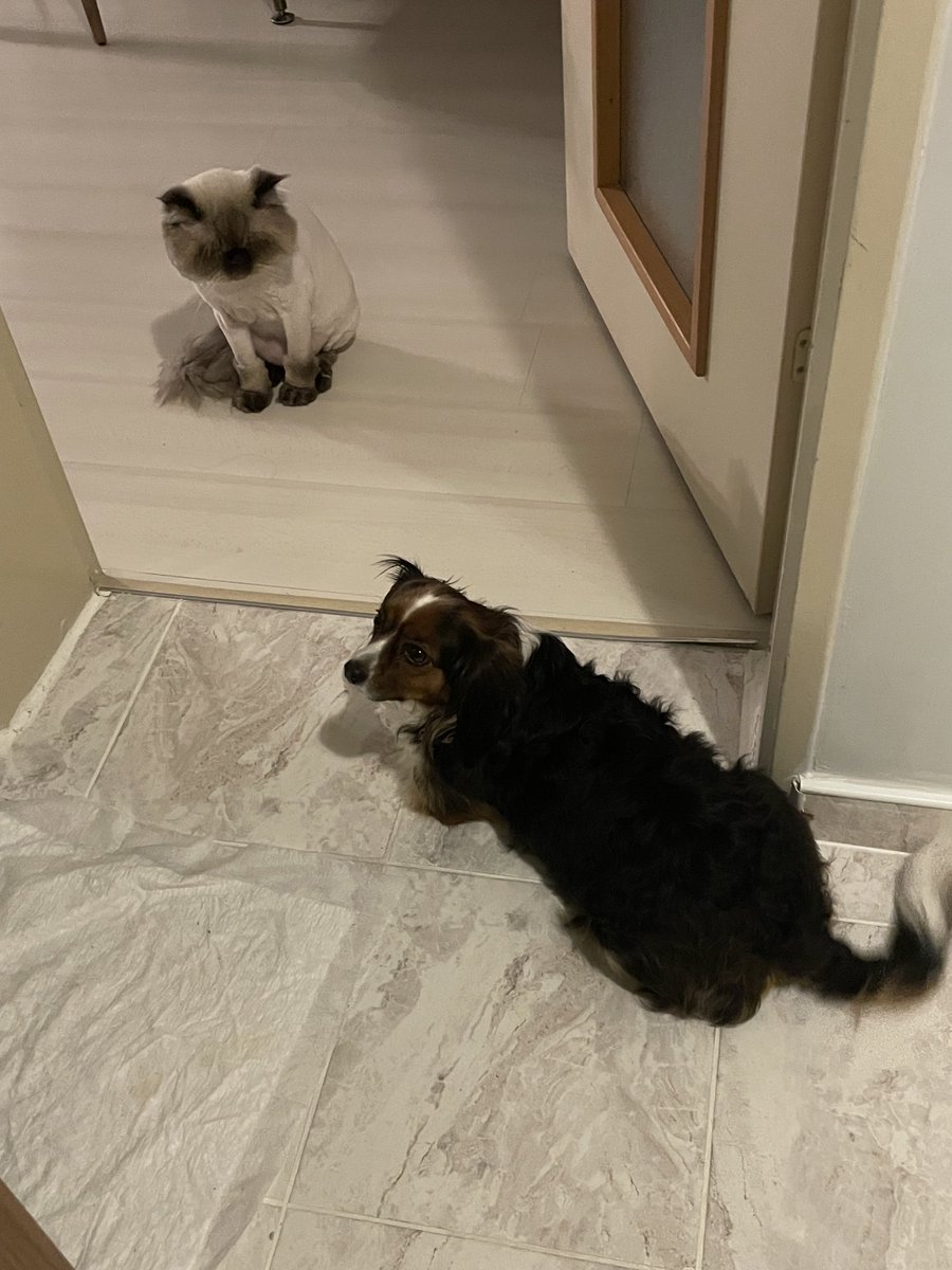 Ben geldim😂 hemde bir kediyle😂