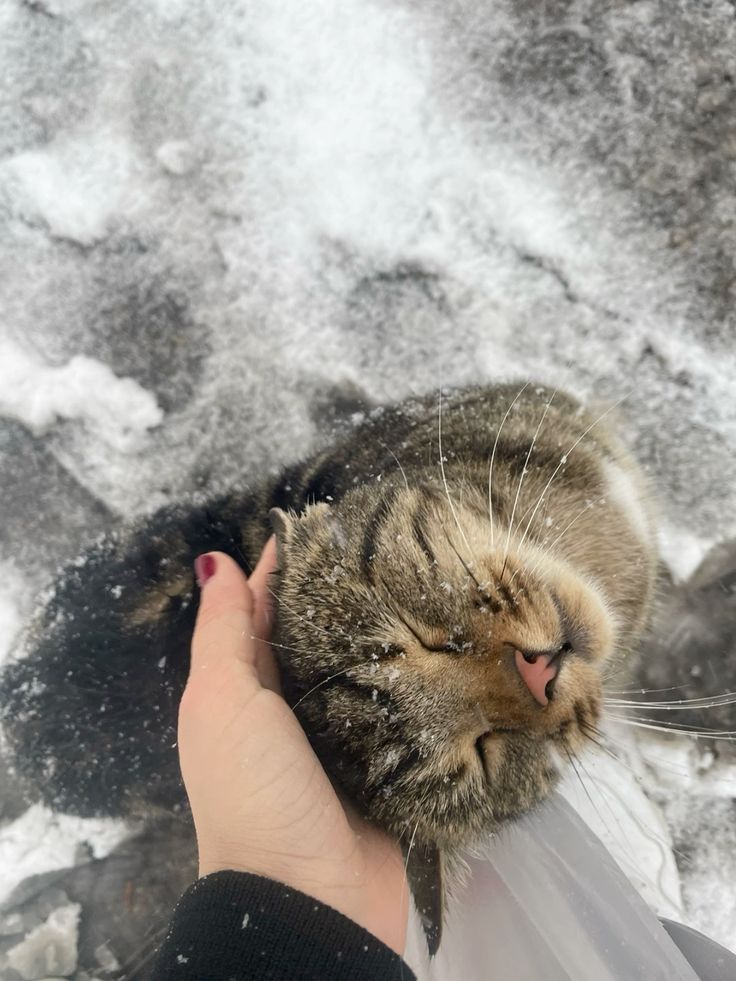 Cats all the way tweet media