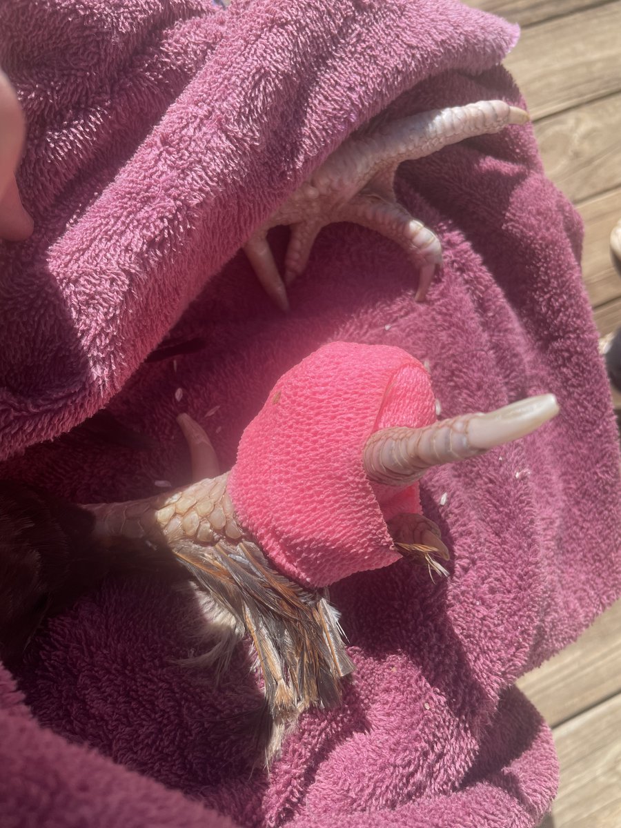 LisaLp23's tweet photo. Back at it--playing vet again on One-Eyed Jack's foot.
Soaking, wrapping and that dreaded antibiotic shot.
He's such a good boy through it all though.
❤️Farm Life never lets you rest!
#FarmLife
#RoosterProblems https://t.co/W0LVsA8smy