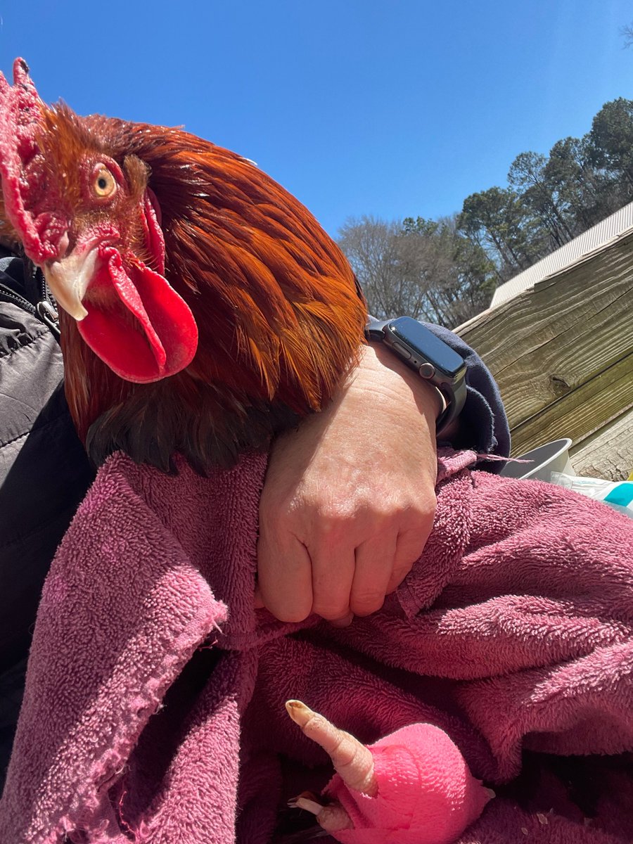 LisaLp23's tweet photo. Back at it--playing vet again on One-Eyed Jack's foot.
Soaking, wrapping and that dreaded antibiotic shot.
He's such a good boy through it all though.
❤️Farm Life never lets you rest!
#FarmLife
#RoosterProblems https://t.co/W0LVsA8smy