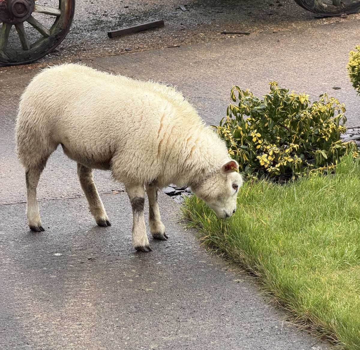 Spent this morning hiding Tess, the Great Escaper, sheep around our lawn and away from the road. 🌾🐑