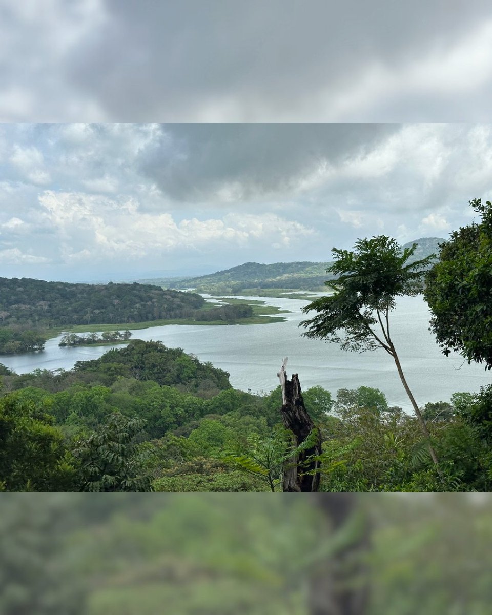 Georgetown SFS tweet media