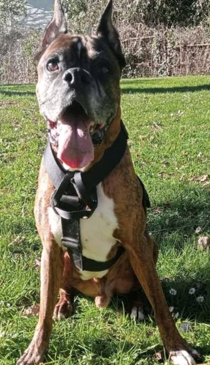 SosAbuelos1's tweet photo. #ASTURIAS
Piden difusión para #ROCKY, este bellezón de 14 años, que se ha quedado sin su humano y necesita con urgencia encontrar un nuevo hogar y empezar de cero.

Es sociable con perros y gatos.

¿Alguien puede ayudarle? 🙏

Contacto: animalesespeciales@yahoo.com https://t.co/Nu6QsAZIpd