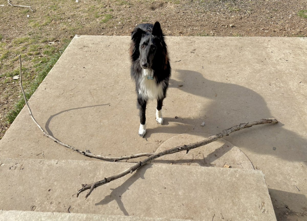 WilmaBenton19's tweet image. I found the best stick ever and my mom won’t let me bring it in the house!!! 😤😡
#dogsofx #dogsoftwitter #rules