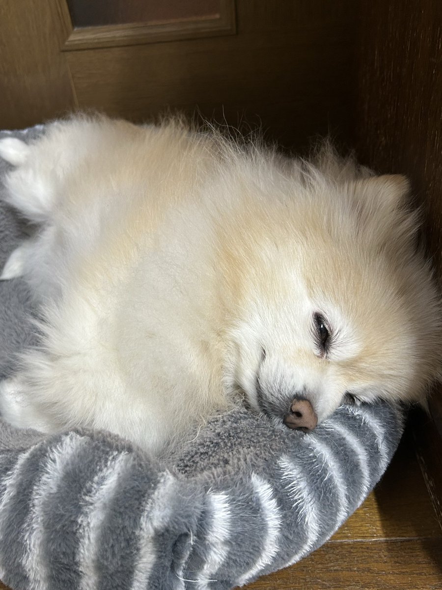 うちの犬可愛すぎだろ