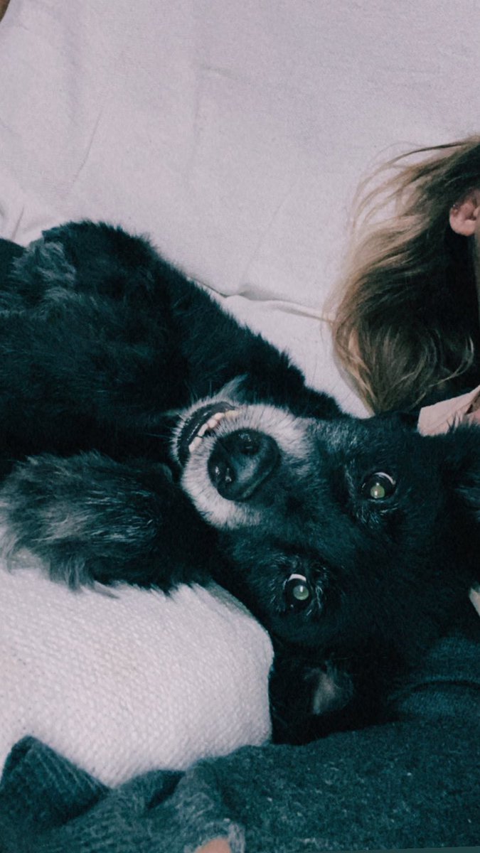 mf ☄️🦊 tweet media