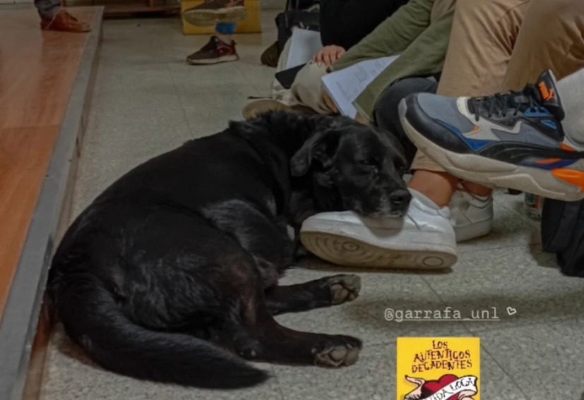 delpynews's tweet photo. ▶️QUÉ HERMOSA SONRISA TENÍA GARRAFA | ​😭

Universitarios claman justicia por un perro que murió tras ser atacado por un pitbull suelto, sin correa ni bozal, en Argentina.💔

Garrafa vivía en la Universidad Nacional del Litoral, en Santa Fe, y era muy apreciado por los estudiantes.🐶

🚨El dueño del can involucrado en el ataque se expone a una sanción severa.

Vía: garrafa_unl (IG)