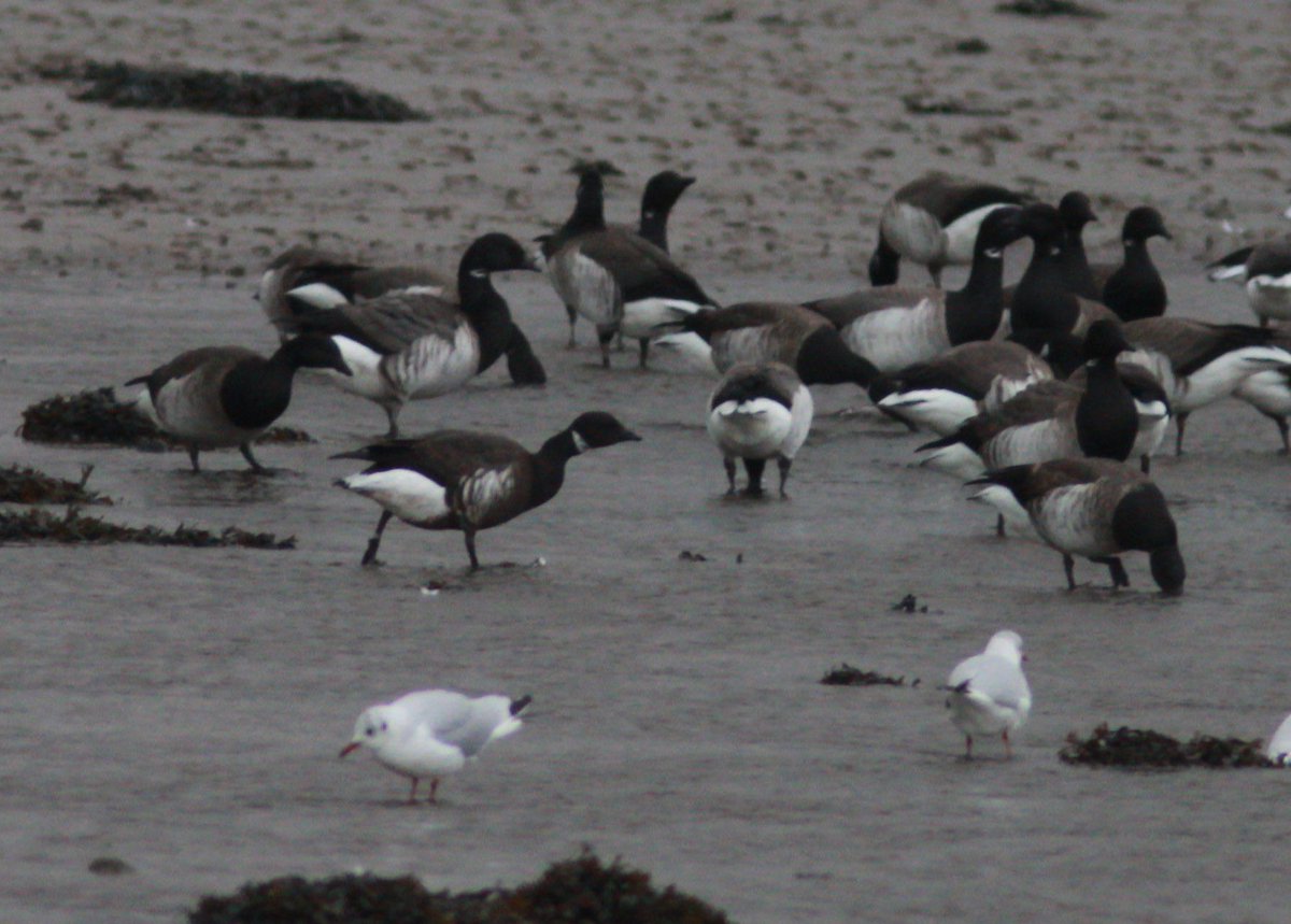 Maurice Hanafin tweet media