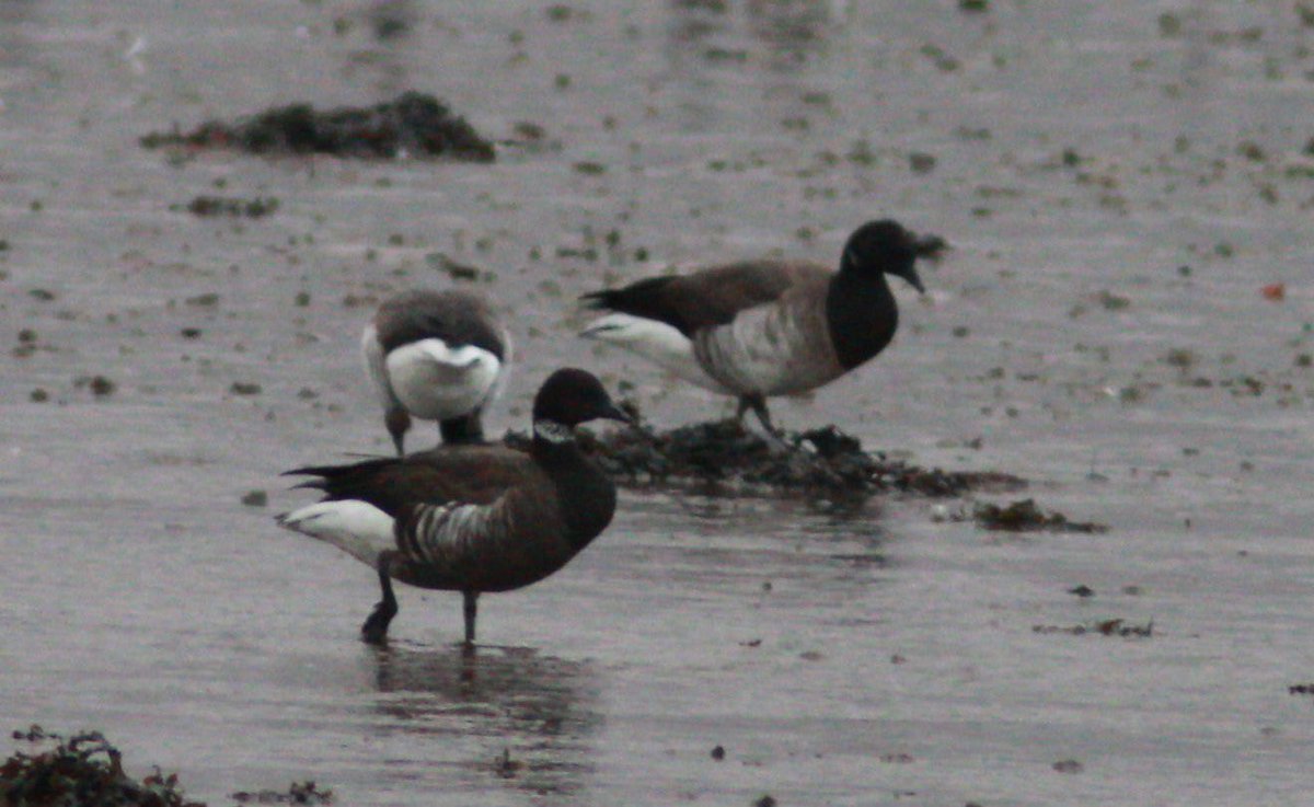 Maurice Hanafin tweet media