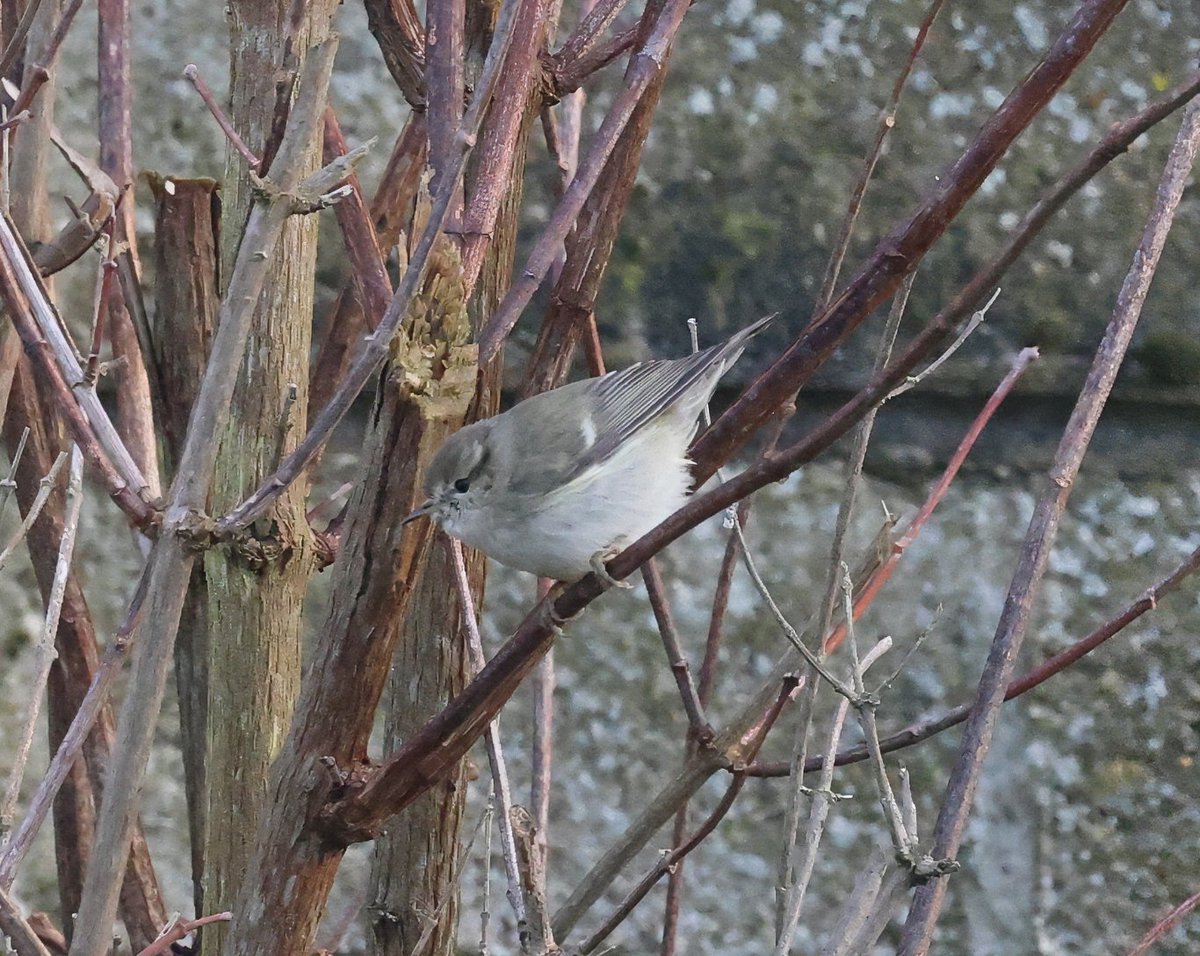 Matthew Deans tweet media