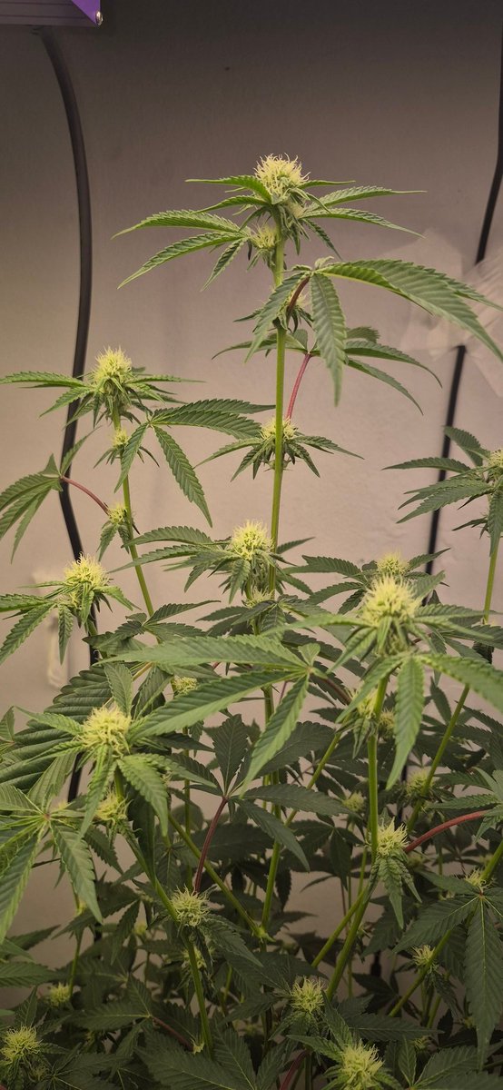 É muito amor envolvido 💚💚💚