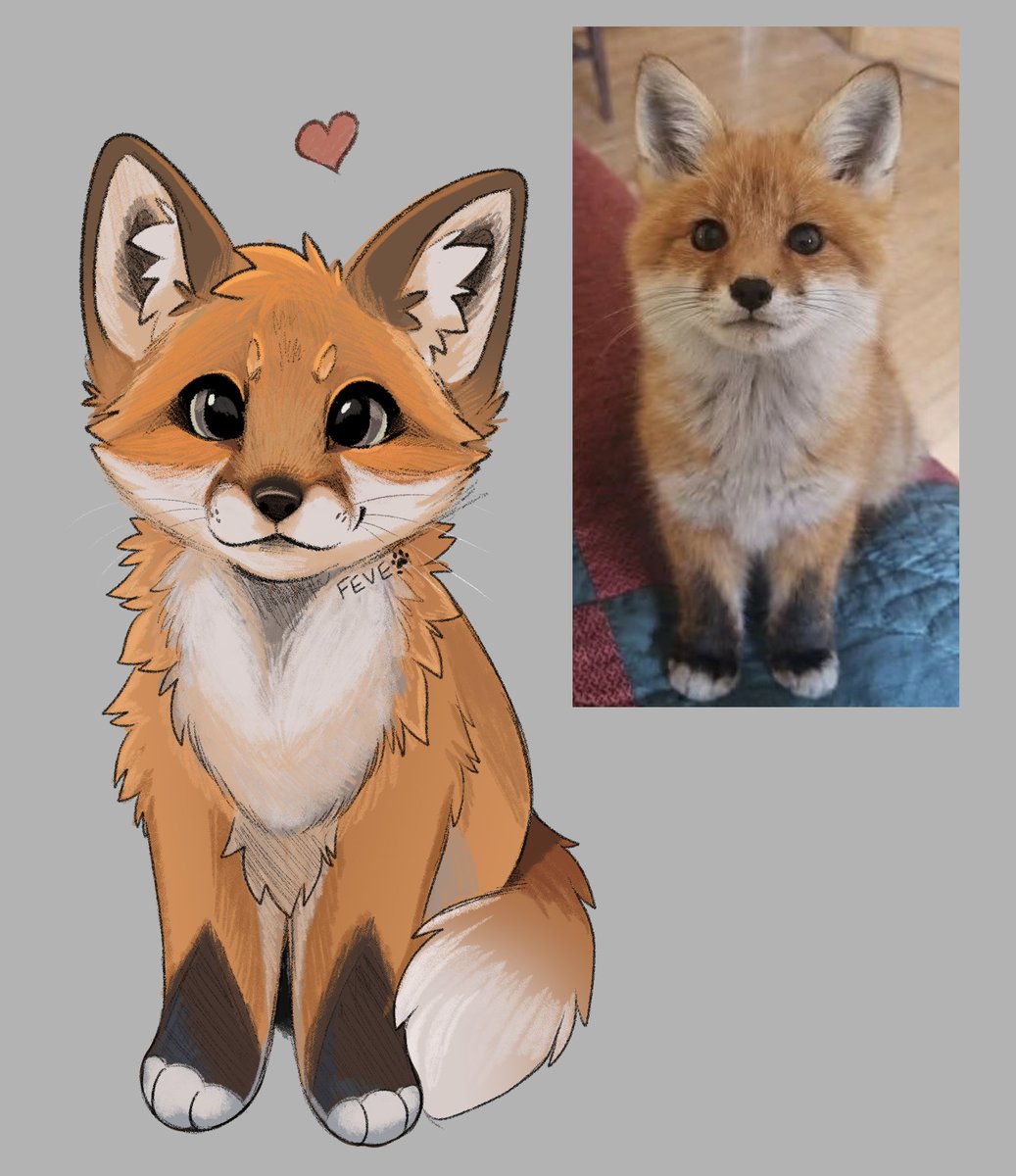 Dear little fox, why are you so cat?