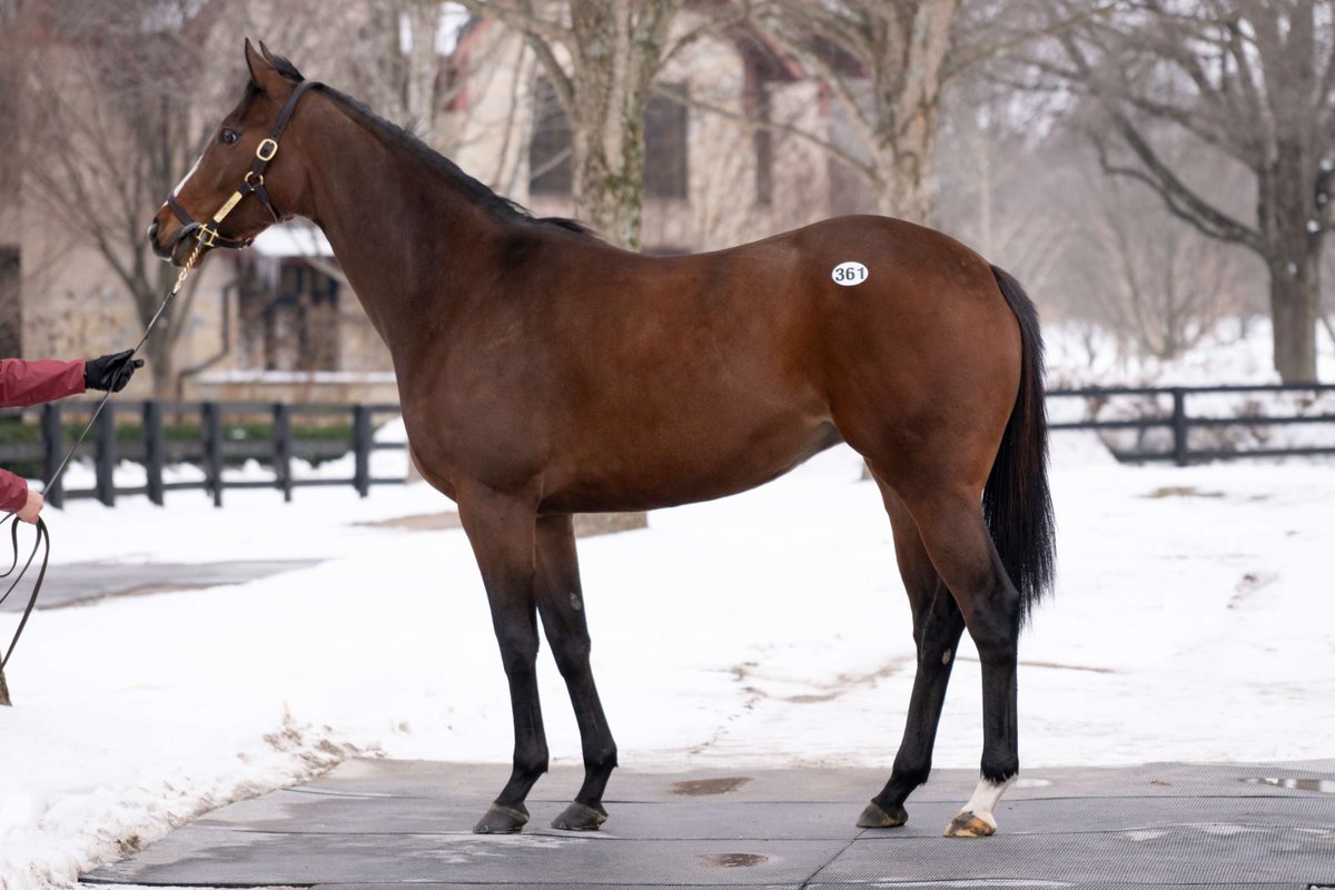 TaylorMadeSales's tweet photo. Don't miss this supplement selling #FTFeb!
Hip 361 🎤 Pop Idol
✔️Ran an 88 Beyer winning the Galway Stakes at Saratoga defeated Graded winners, Abientot and Love Cervere.
✔️Stakes winner at 2 and 3
📄https://t.co/I7uagM7xwm
📲Phillip S. 859-433-5122 https://t.co/Z73kj9OyxZ