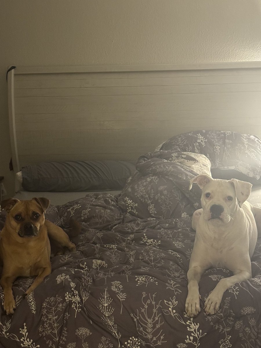 vromanam216's tweet photo. @UCFProduction pooch pics! #graceandfrankie #dogmom #poochpics https://t.co/tlwoxnap7K