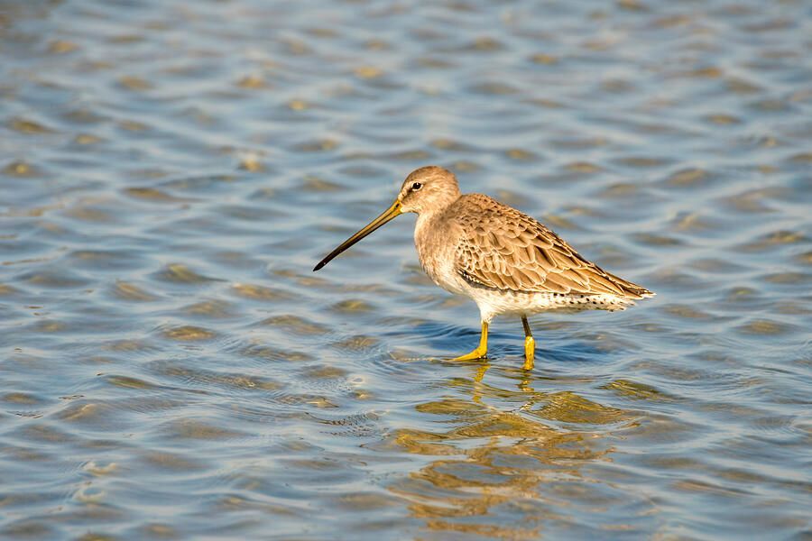 DebraMartz's tweet photo. Dowitcher in Shallow Water @DebraMartz
Photographed from a boardwalk at Charlie's Pasture Nature Preserve in Port Aransas, Texas.
https://t.co/NINjRRw0WD
#Dowitcher #bird #birds #aves #avian #BirdLovers #featheredFriends #ornithology #photography #PhotographyIsArt #BuyIntoArt https://t.co/VAVxCRQk5J