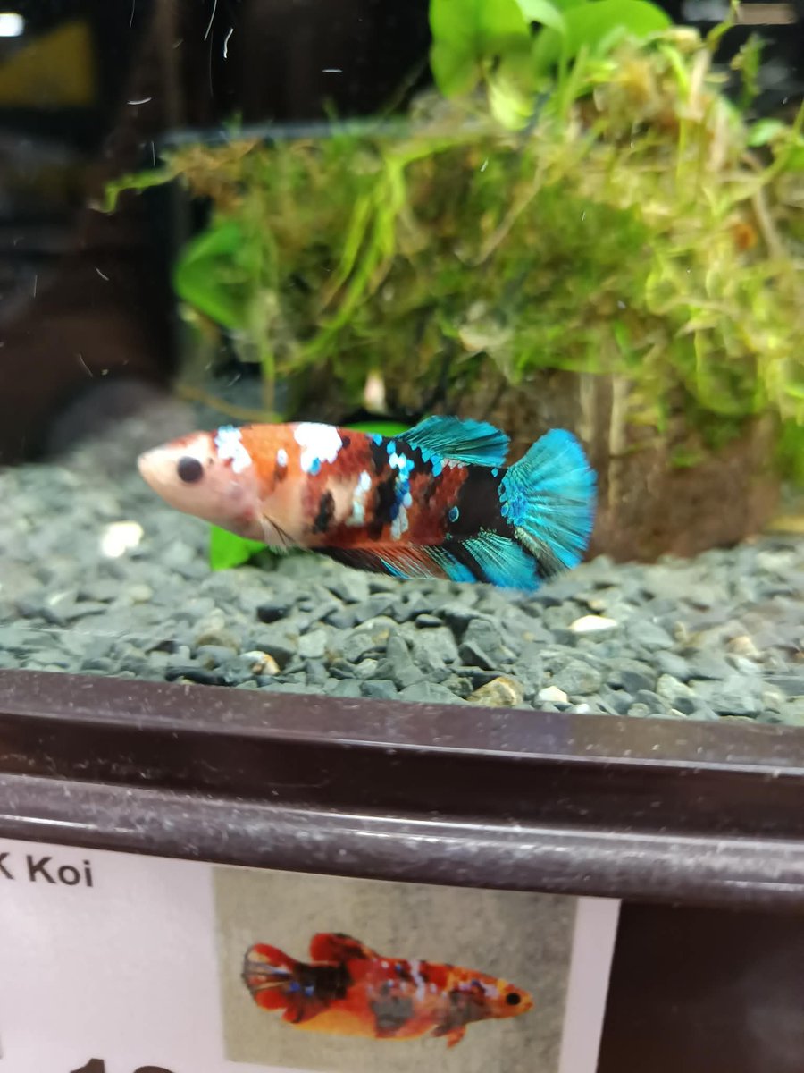 Shegoran tweet media