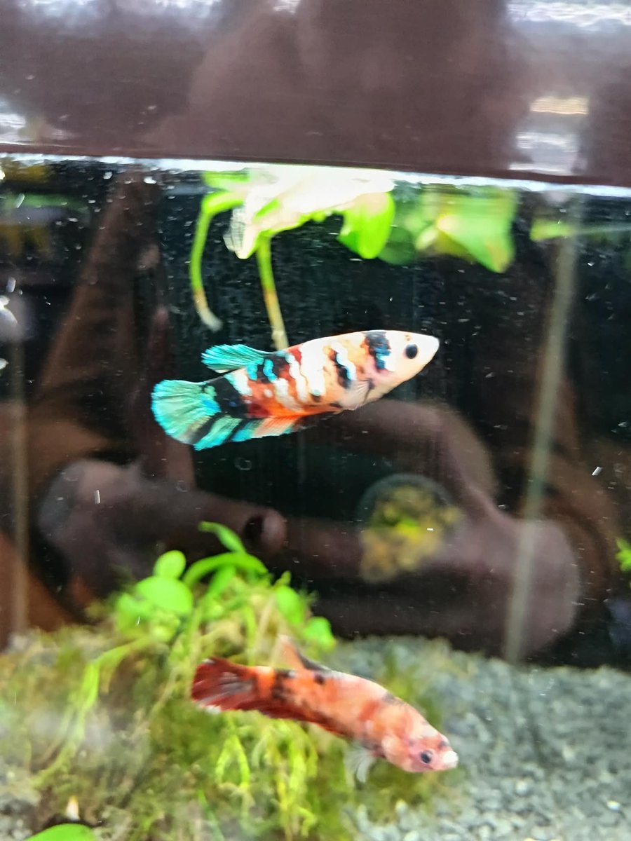 Shegoran tweet media