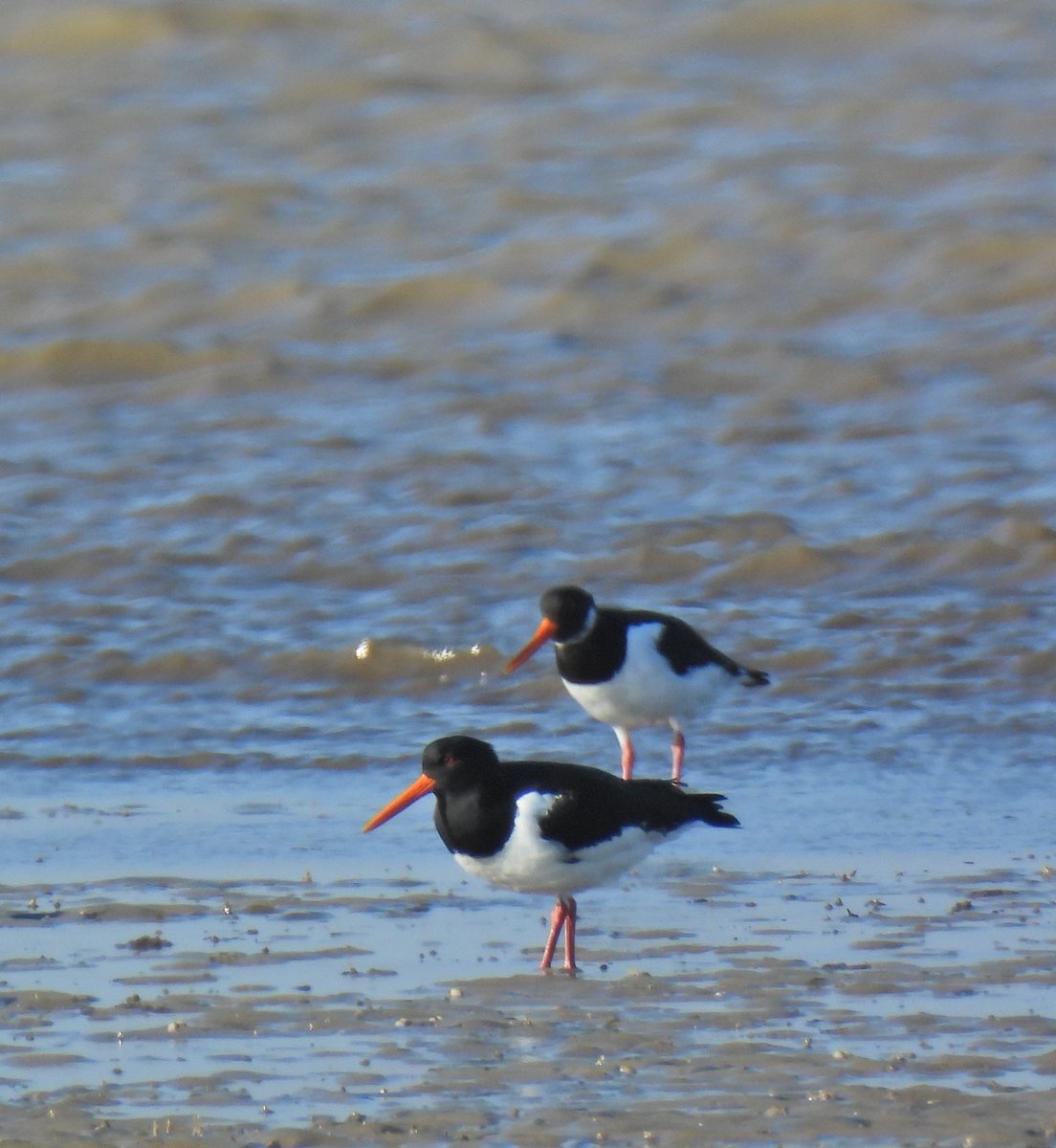 Project Noah tweet media