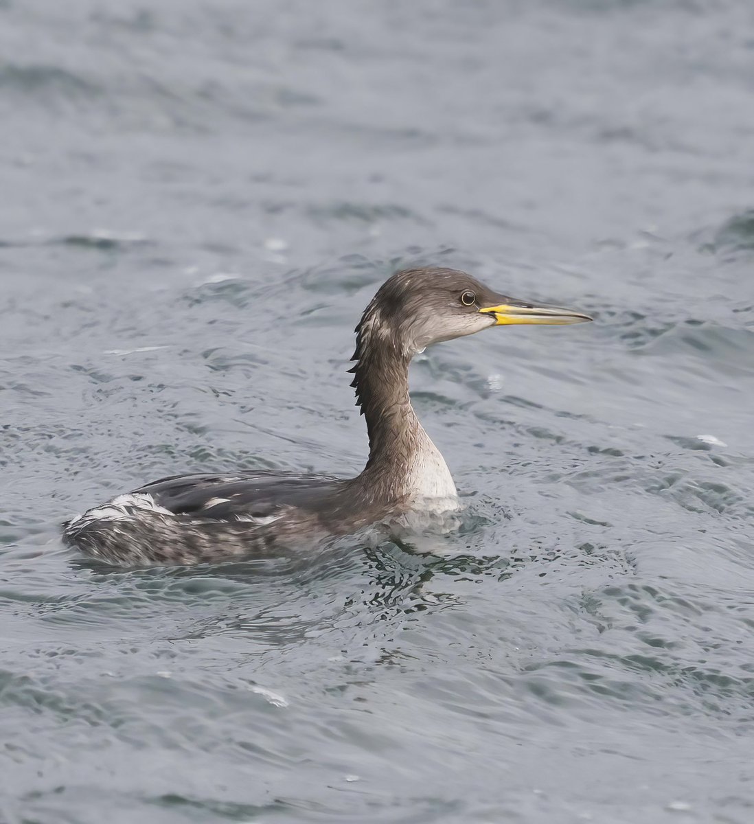 Ewan Urquhart 🏴󠁧󠁢󠁳󠁣󠁴󠁿🇪🇺 tweet media