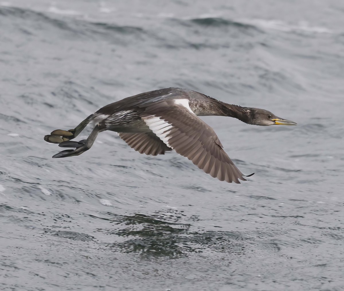 Ewan Urquhart 🏴󠁧󠁢󠁳󠁣󠁴󠁿🇪🇺 tweet media