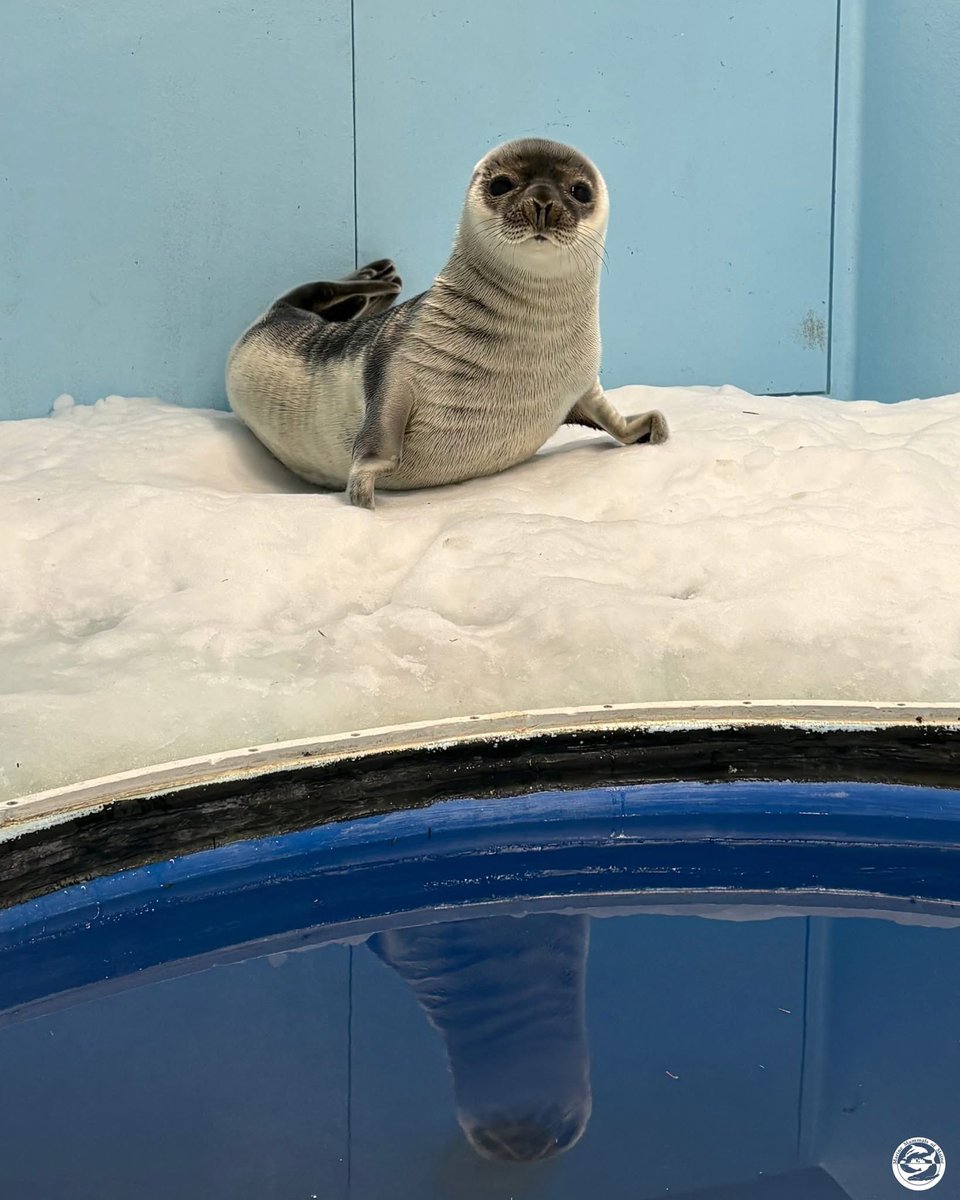 MARINE MAMMALS OF MAINE HAS A HOODED SEAL PUP RIGHT NOW