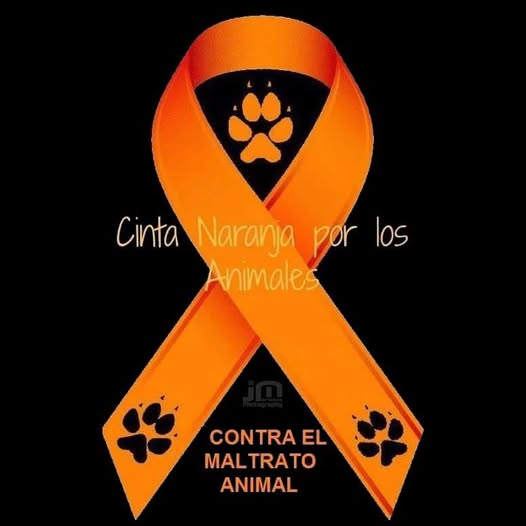 ninstructora2's tweet image. Ya no se puede estar acá sin sentirse mal por tanto maltrato animal.  No entiendo porque las Autoridades no actúan; si lo hicieran, las basuras y desalmados dejarían de actuar tan vilmente. CARCEL PARA EL MALTRATO ANIMAL.