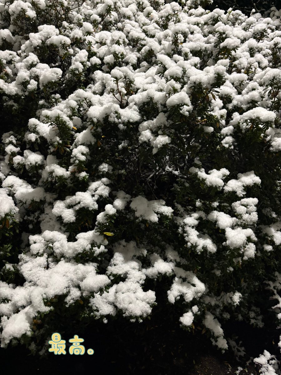 やっぱり雪っていいですね❄️
家がより暖かく感じる