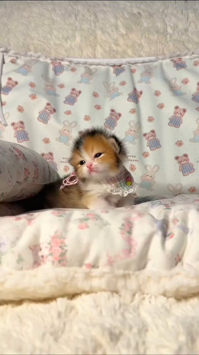 Posts Of Kittens🐾 (@postsofkittens) on X