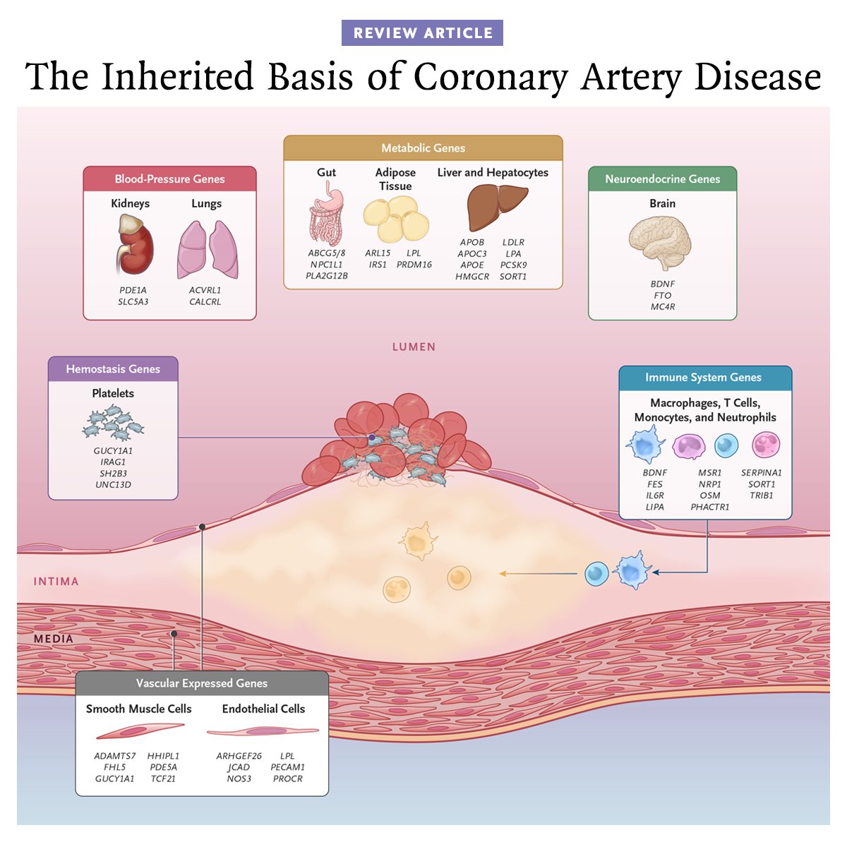 Genetic analyses of coronary artery disease have led to advances in therapy, prevention, and risk prediction. Genetic risk scores may guide prevention, but questions remain about implementation. 👉 nej.md/4tmGZtI 

Figure 2 from a new review shows expression sites of