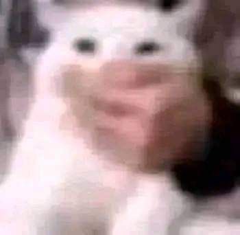 judit 🍪 tweet media