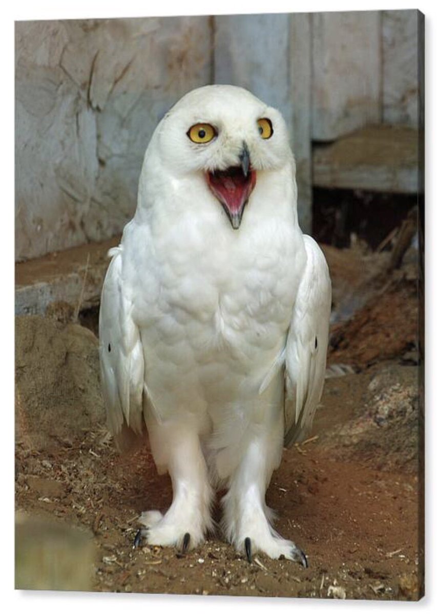 shonna99784's tweet image. Tottenham, Ontario - Joyful Snowy Owl - Canvas Print shonna-hawkins.pixels.com/featured/totte…

#Tottenham #Ontario #Joyful #SnowyOwl #Owls #CanvasPrint #FineArtPrints #WallArt #HomeDecor #ShonnaHawkinsPhotography #BuyIntoArt