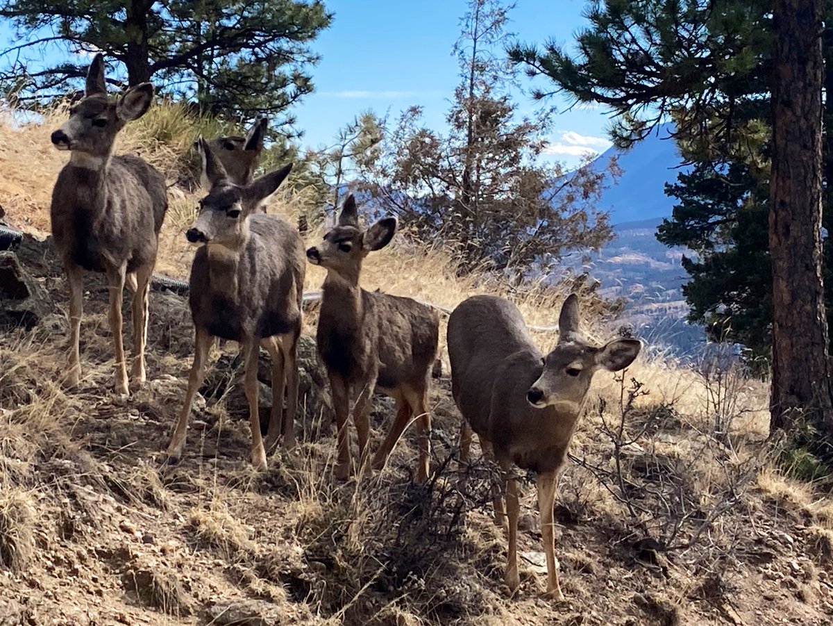 LittlePineCO's tweet image. One grazed unfazed 8 feet from where I was loading the car. 🥰🏔️