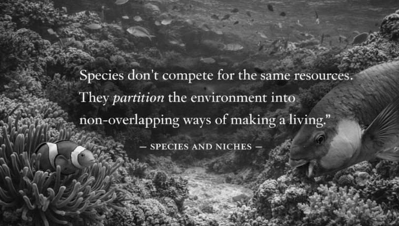 The Reef That Should Not Work

A coral reef is an impossibility that exists. Thousands of species occupy the same structure. Resources are finite. Competition should drive most to extinction.

Yet reefs persist in extraordinary diversity. They have persisted for millions of