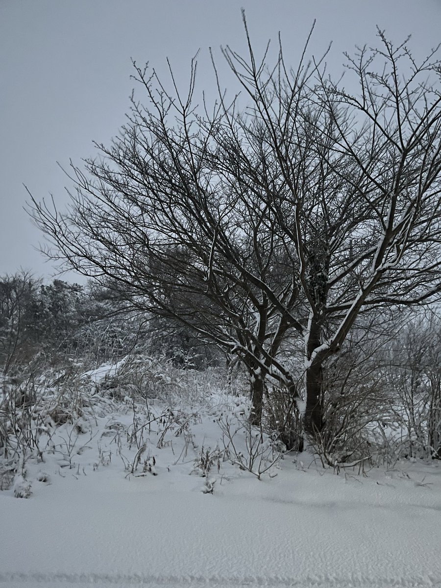 44manly's tweet photo. 起きたら雪国だった https://t.co/S8fkR0czx5