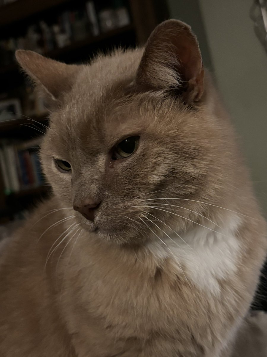 King of Megcenae tweet media