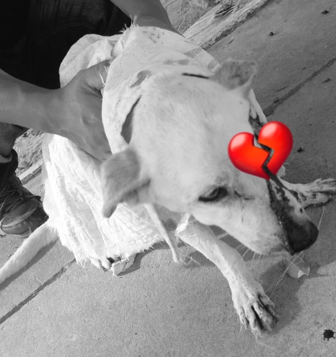Ocir Naiak 🚩🇧🇷🐶🐱 tweet media