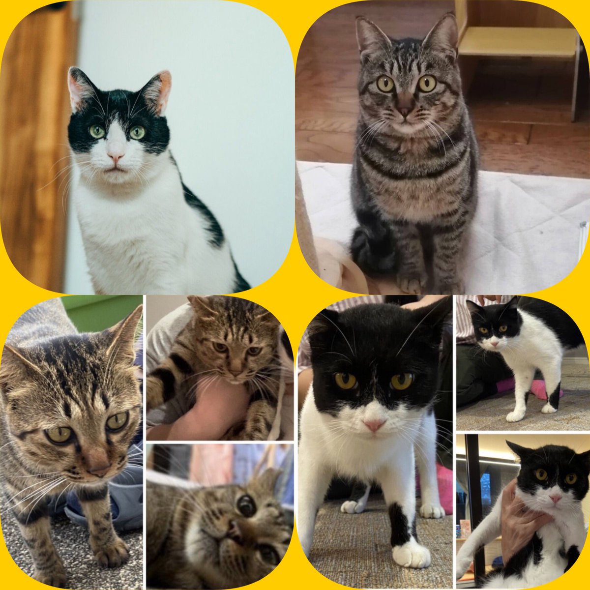 fukuidogcat's tweet photo. 👹2月譲渡会👹

日時　2月8日(日) 10:00〜12:00
場所　ハサキビル3階

遅ればせながら昨年はありがとうございました😊
今年もよろしくお願いします🥺

わんちゃん🐶も参加です
あいにくの雪⛄ですがかわいい子達がずっとのお家を待ってます🐕🐈
会いに来てくださいね🙇‍♀️

#福井　#犬猫　#譲渡会
#保護 https://t.co/s5hoOMgl7f