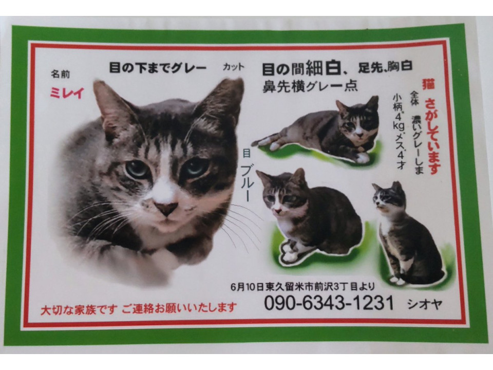 🔍捜索中 警戒心の強い女の子です 名前：ミレイちゃん 性別：♀ 月齢