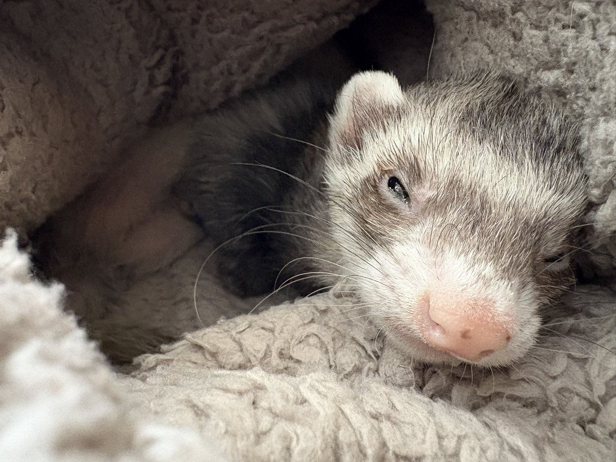 ナフ (@41728) / Posts / X