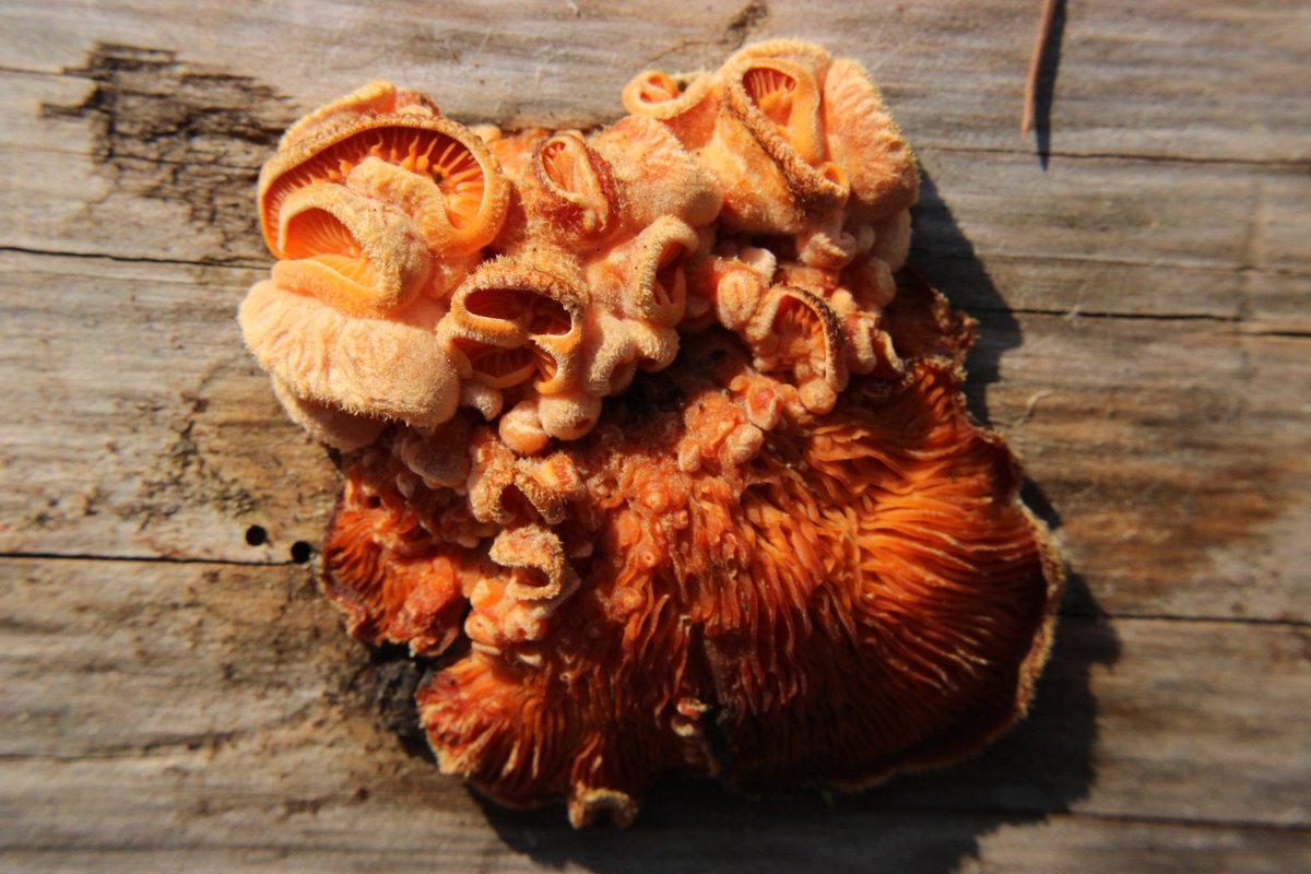 yasmini ⋆ ᶻ 𝗓 𐰁 tweet media