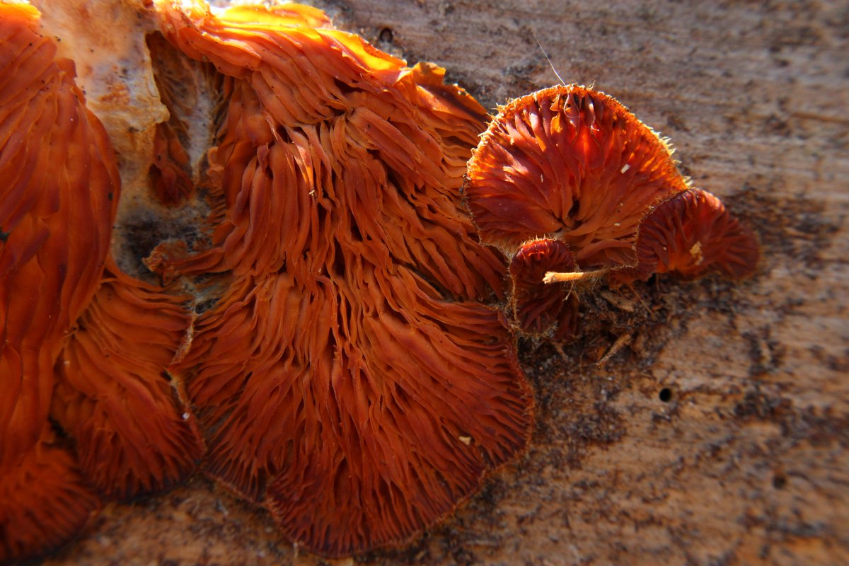 yasmini ⋆ ᶻ 𝗓 𐰁 tweet media